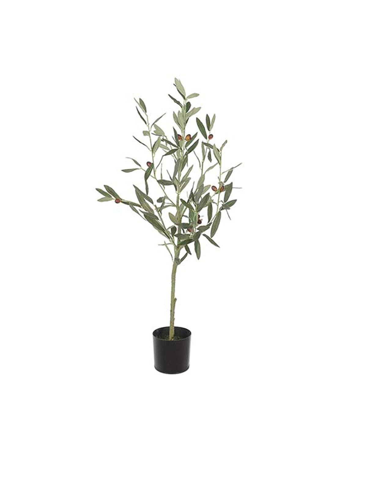 Oliventre h 90 cm fra Mr Plant