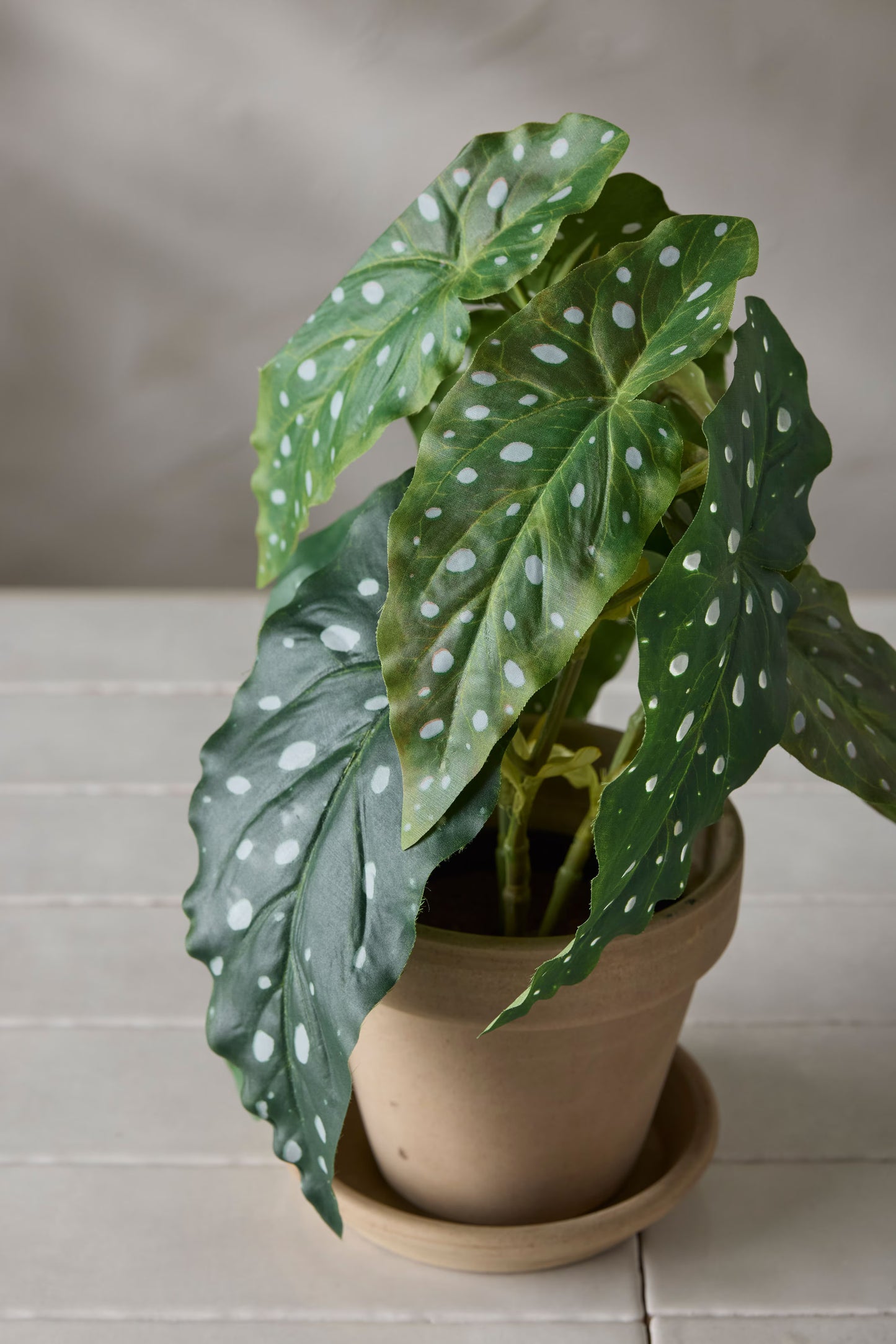 Forell Begonia fra Mr Plant