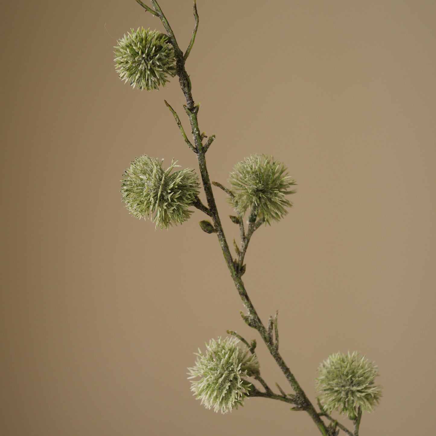 Green Thistle Ball Branch fra Botane