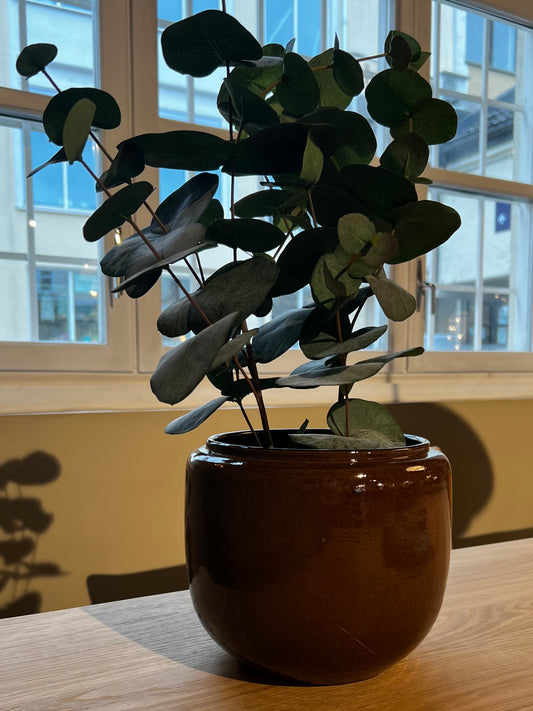 Serax Potte - Costa Brun fra Serax