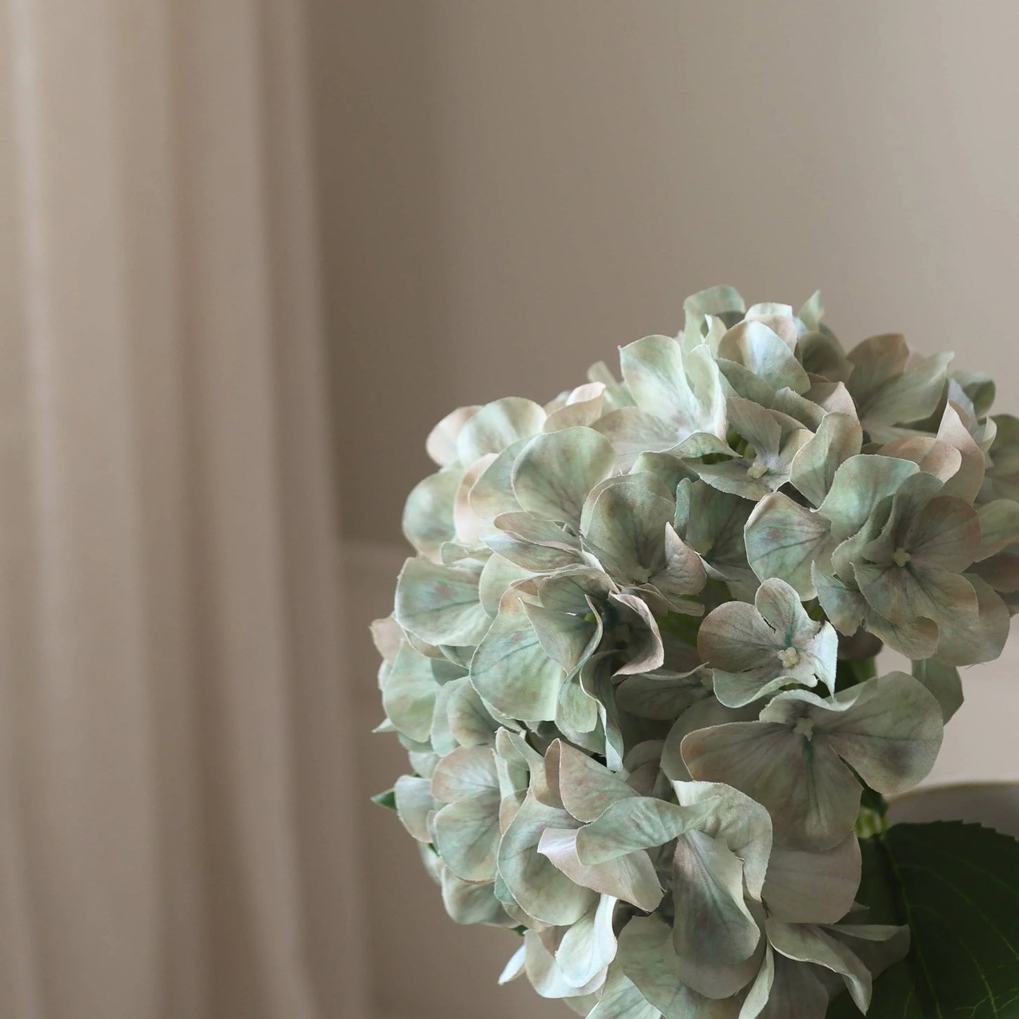 Pale Green Short Hydrangea Flower fra Botane