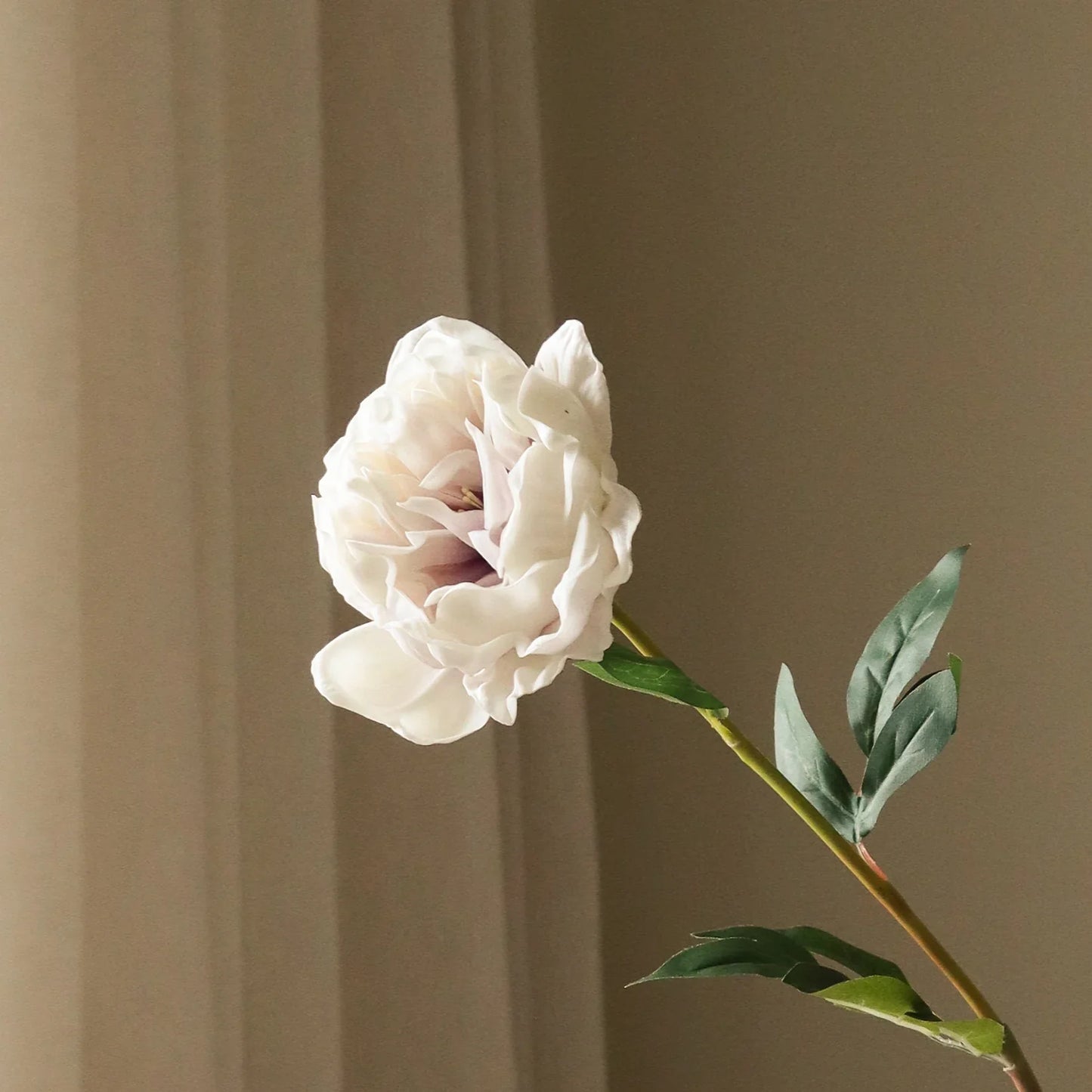 Light Purple Large Peony Flower fra Botane