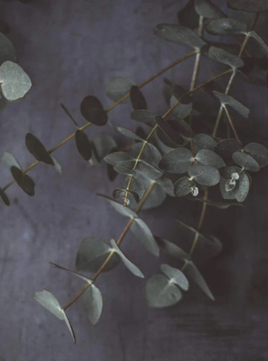 Eucalyptus gren 60 cm fra Mr Plant