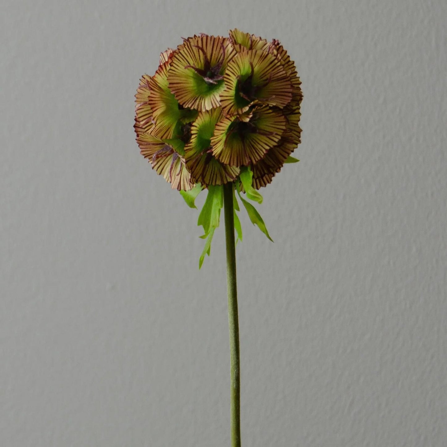 Scabiosa Seed Pod Flower – Lilla fra Botane