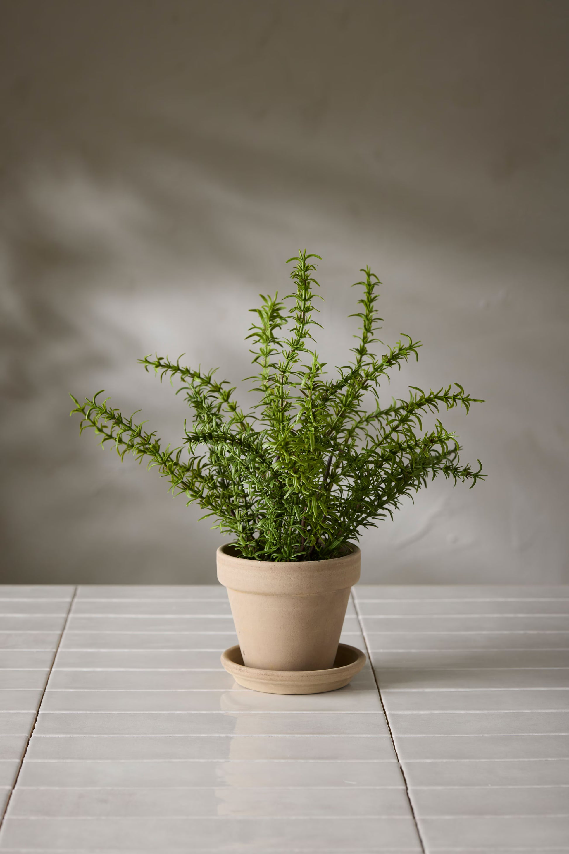 Rosmarin 35cm