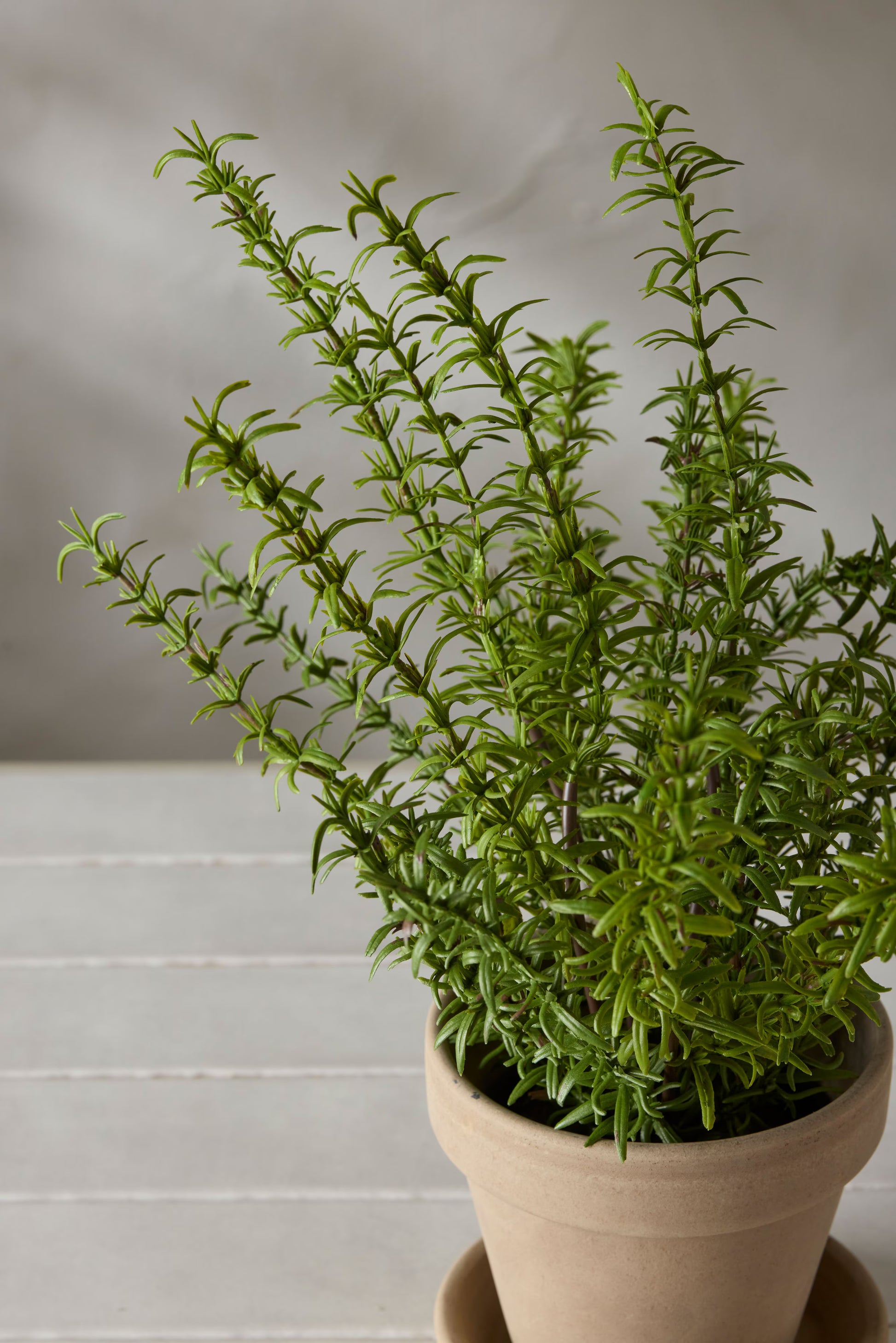 Rosmarin 35cm