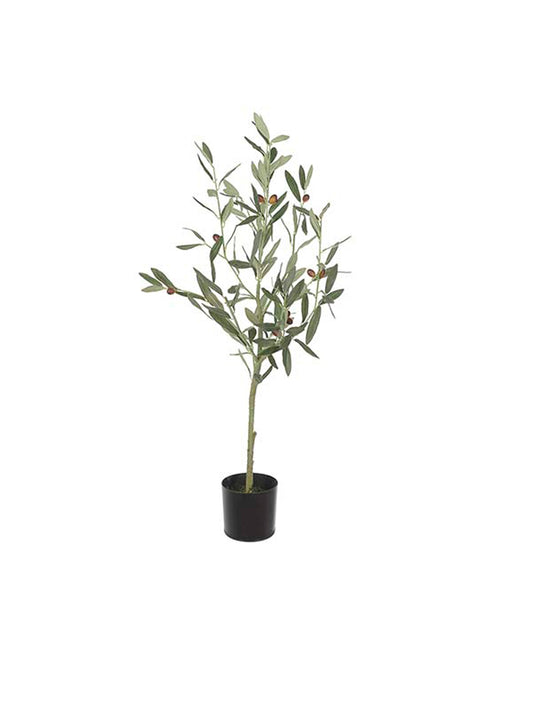 Oliventre h 90 cm fra Mr Plant