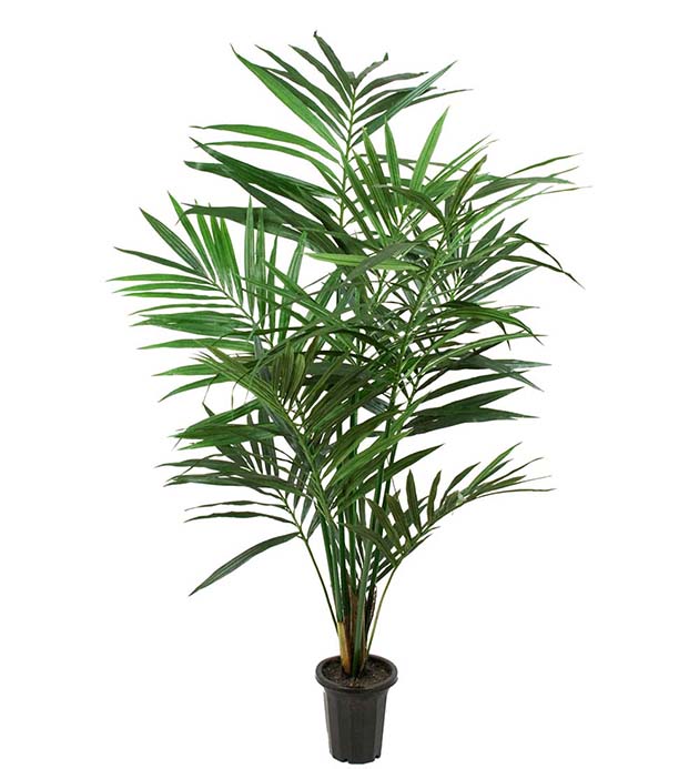 Kentia Palme