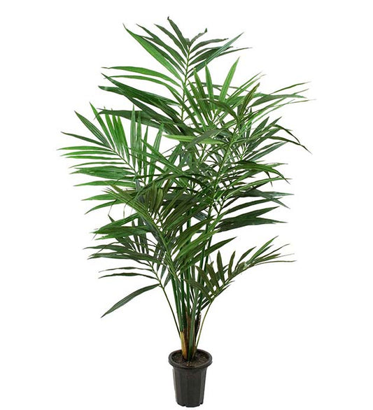 Kentia Palme