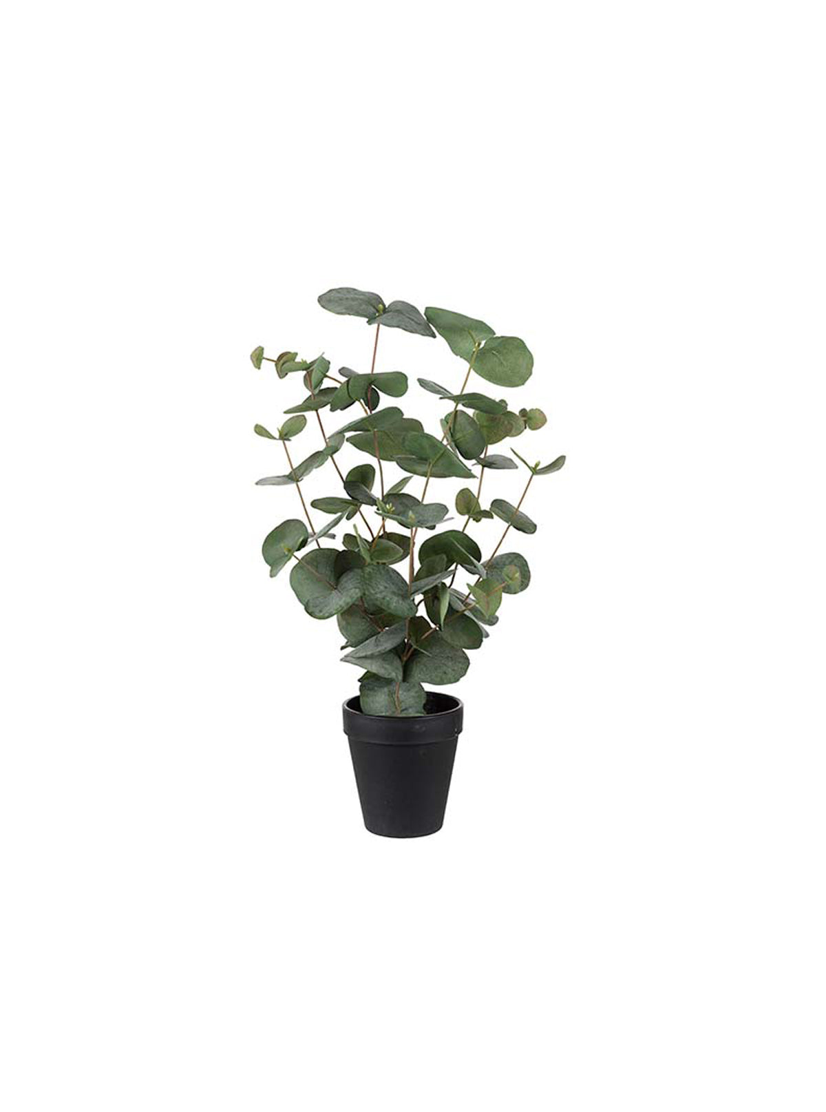 Eucalyptus h 55 cm