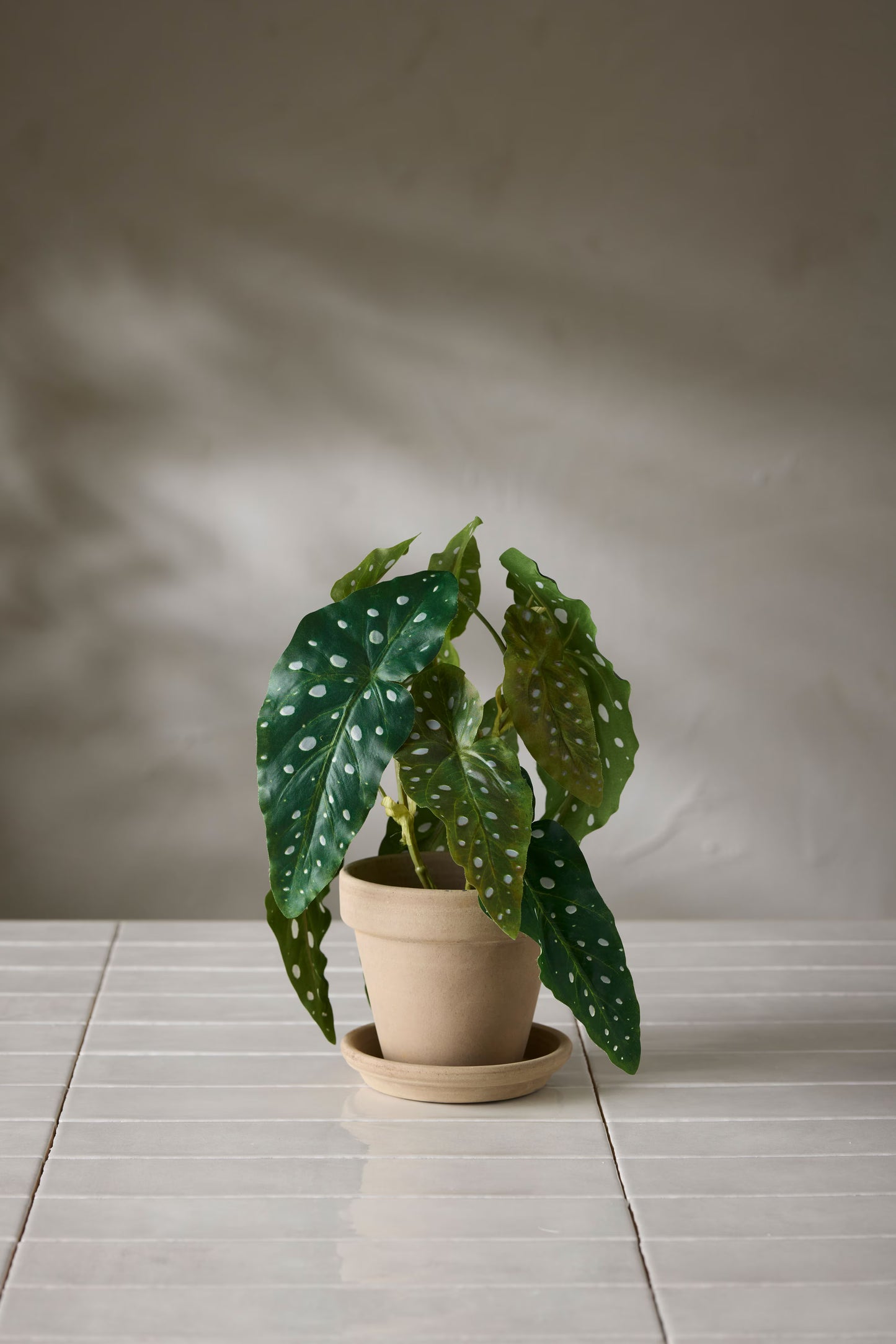 Forell Begonia fra Mr Plant
