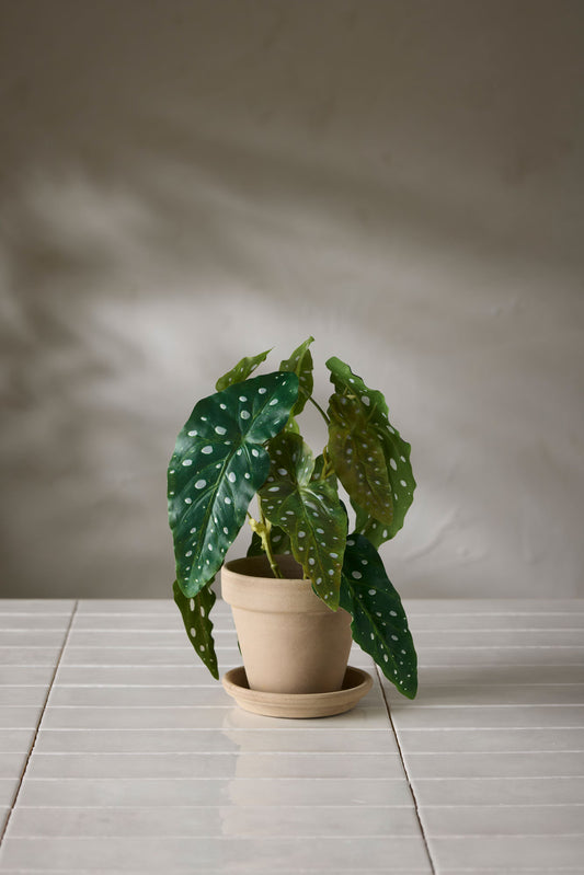 Forell Begonia fra Mr Plant
