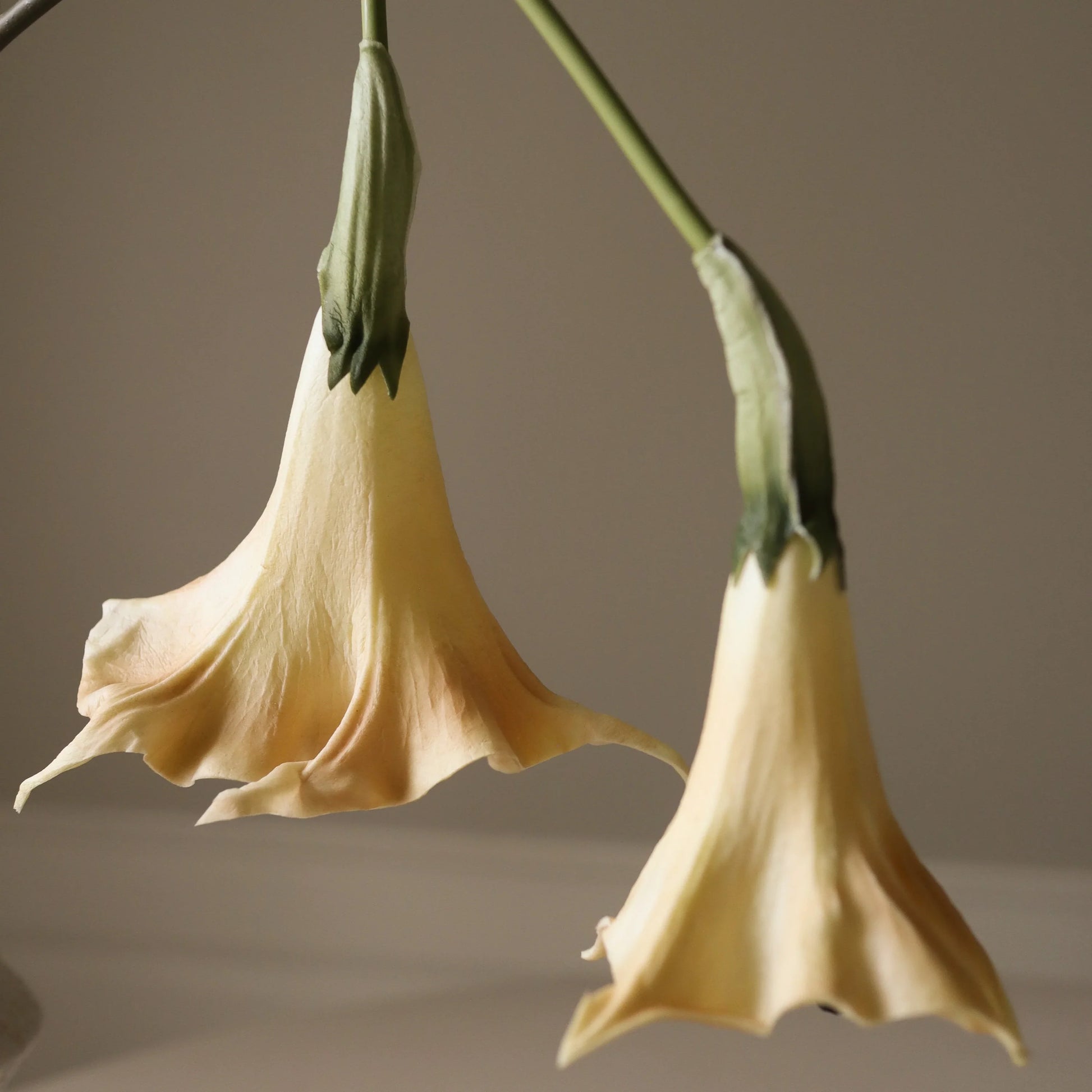 Beige Datura Stramonium Flower