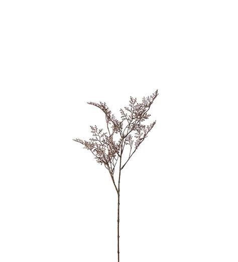 Limoniumkvist fra Mr Plant