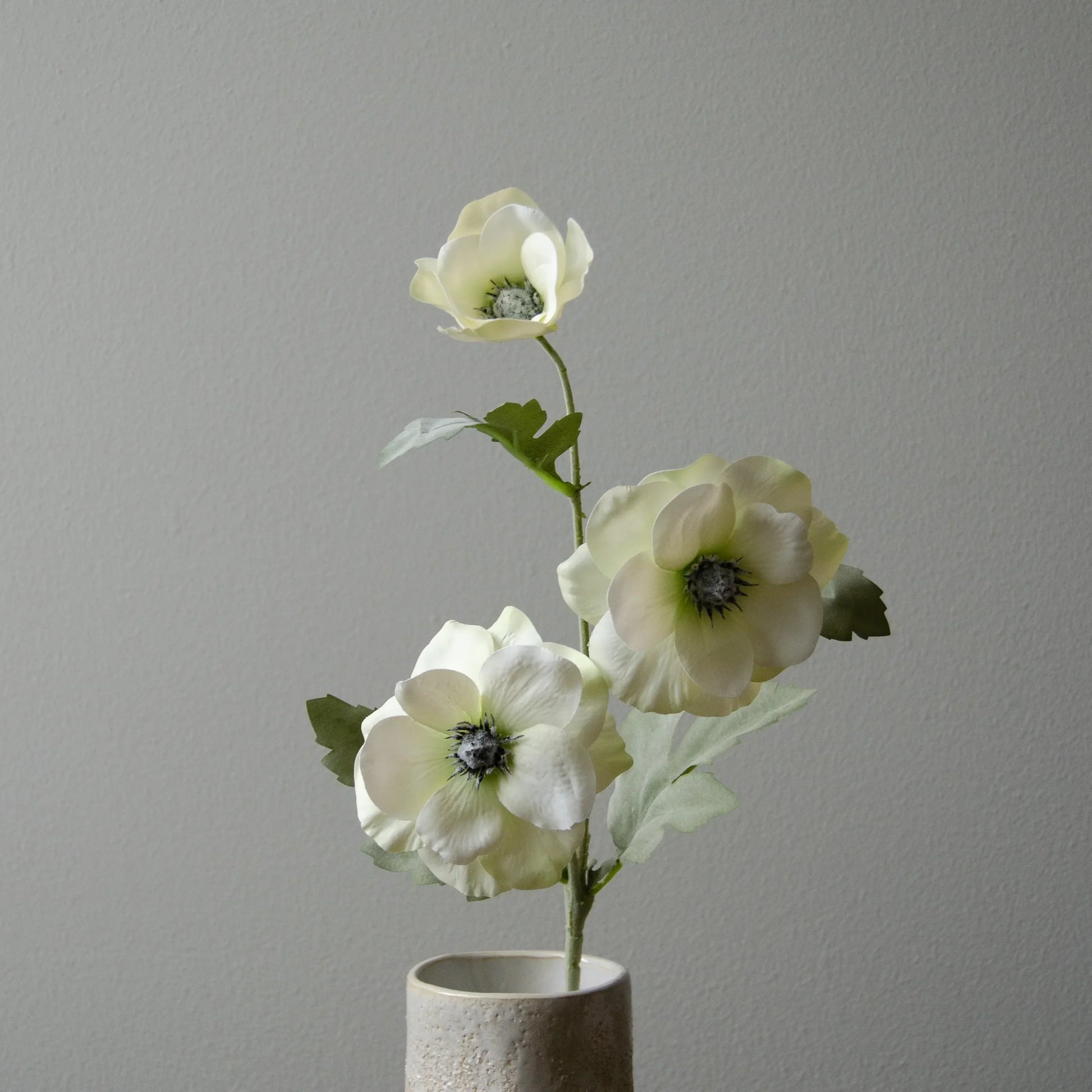 White Anemone Flower