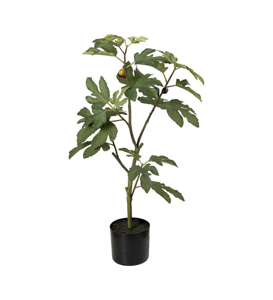 Fiken tre fra Mr Plant

