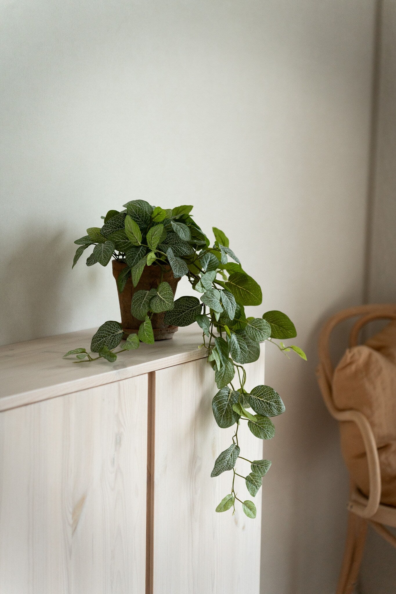 Fittonia