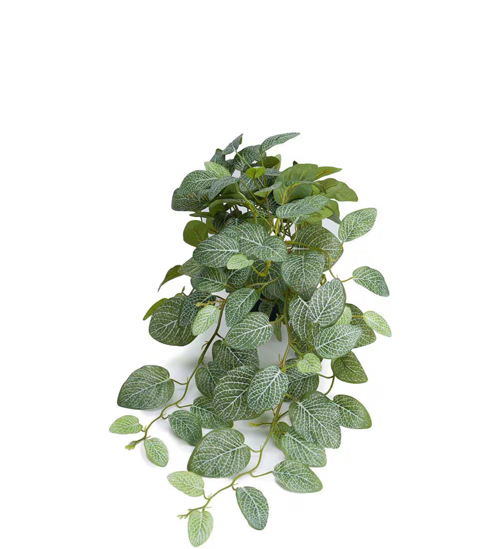 Fittonia