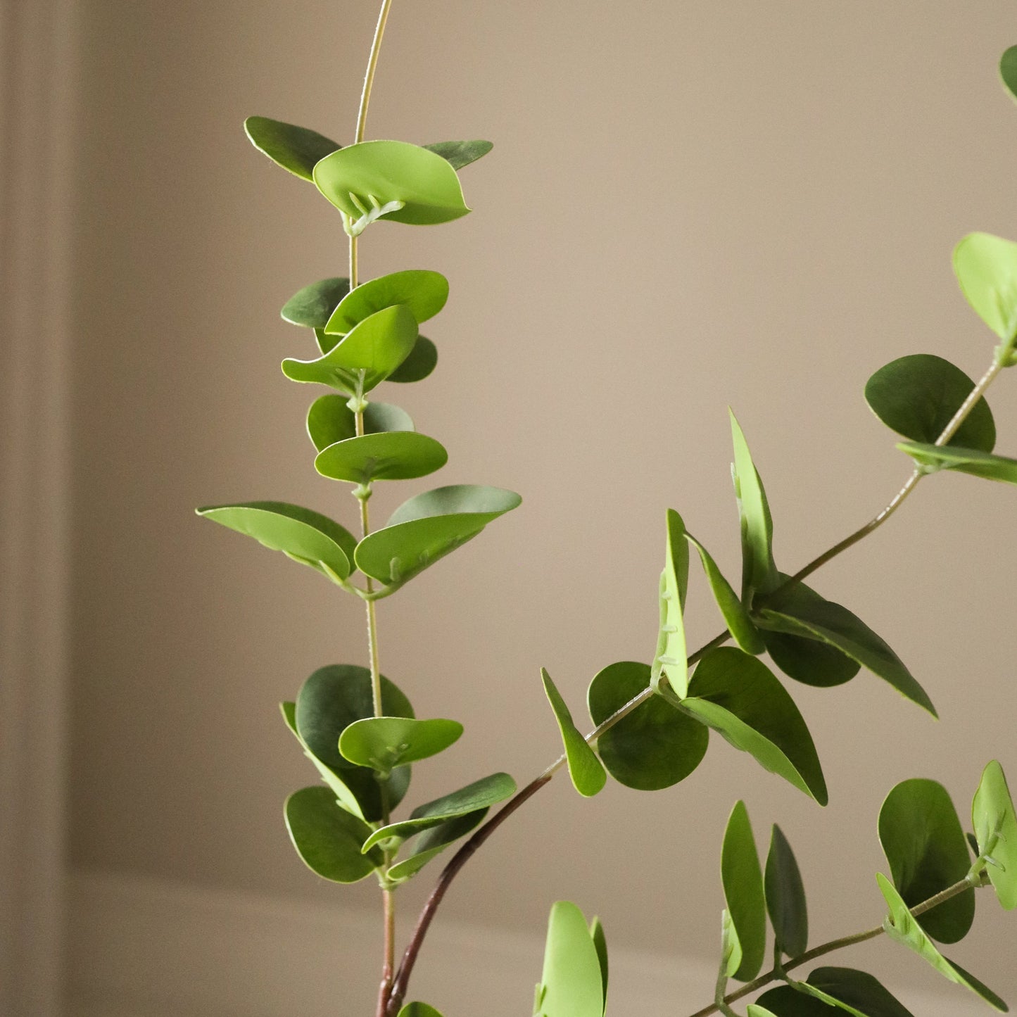 Eucalyptus Three Leaves – Grønn fra Botane