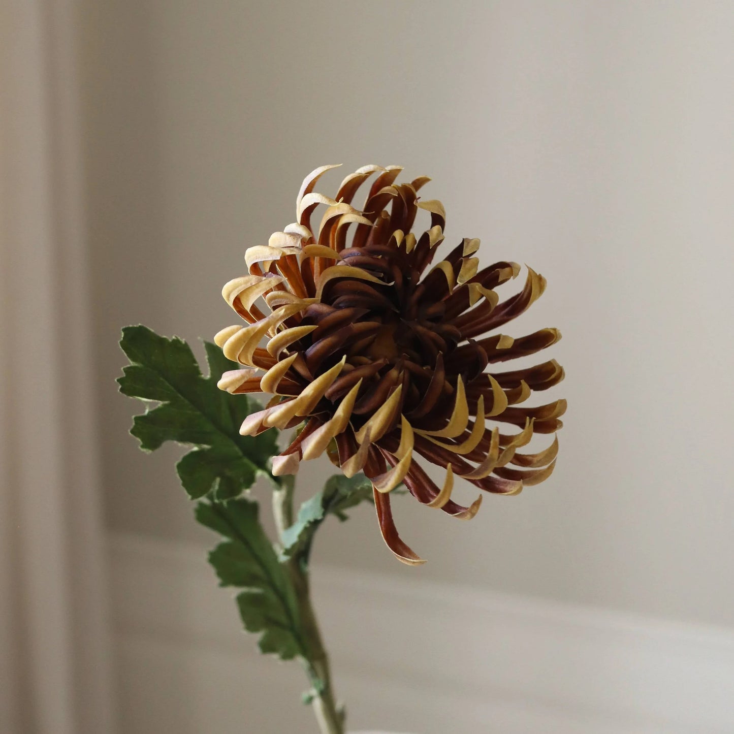 Semi-Cactus Dahlia Flower – Brun fra Botane