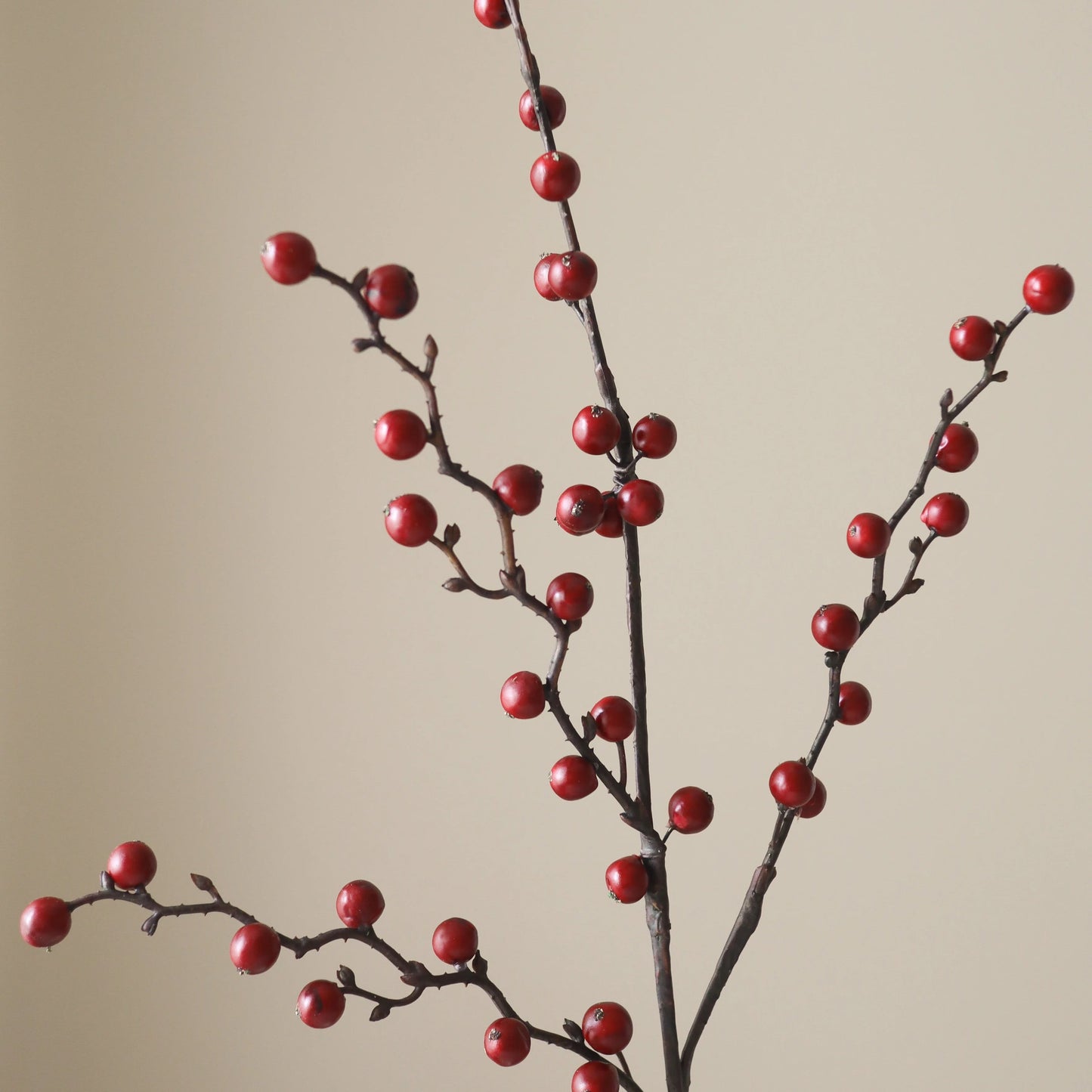 Dark Red Winterberry Branch fra Botane