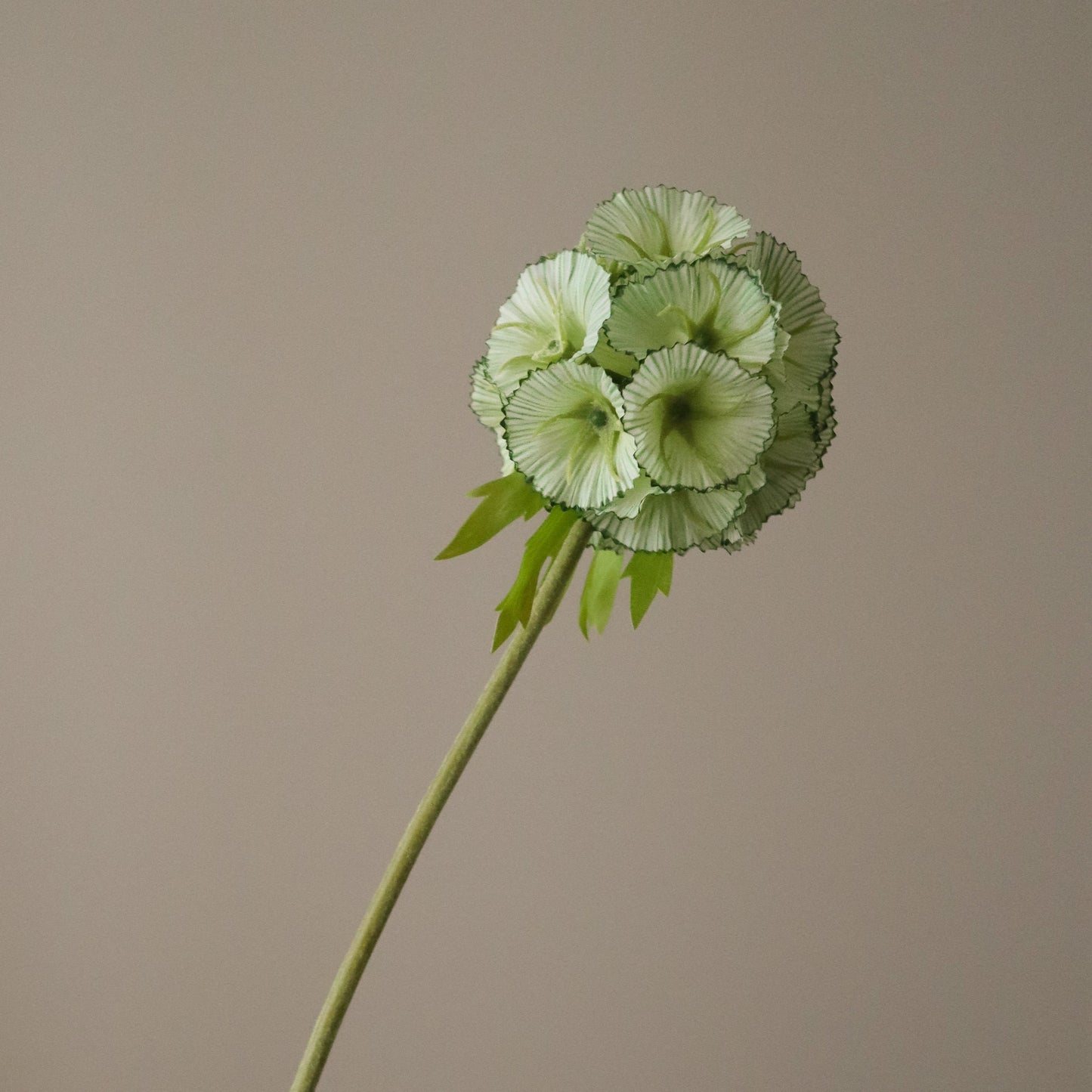 Light Green Scabiosa Seed Pod Flower fra Botane