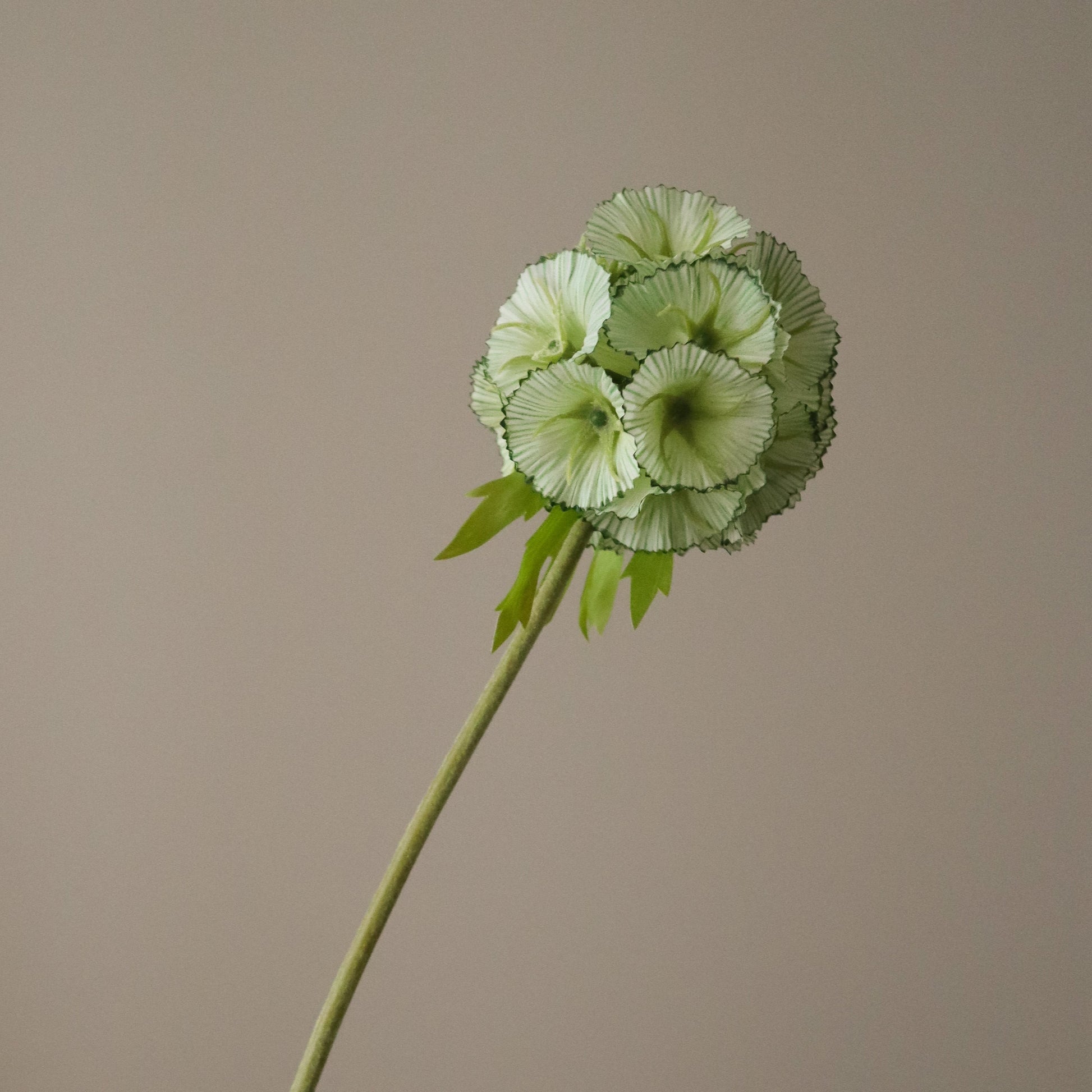 Light Green Scabiosa Seed Pod Flower