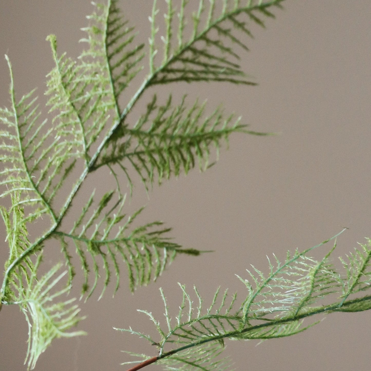 Green Fern Leaves fra Botane
