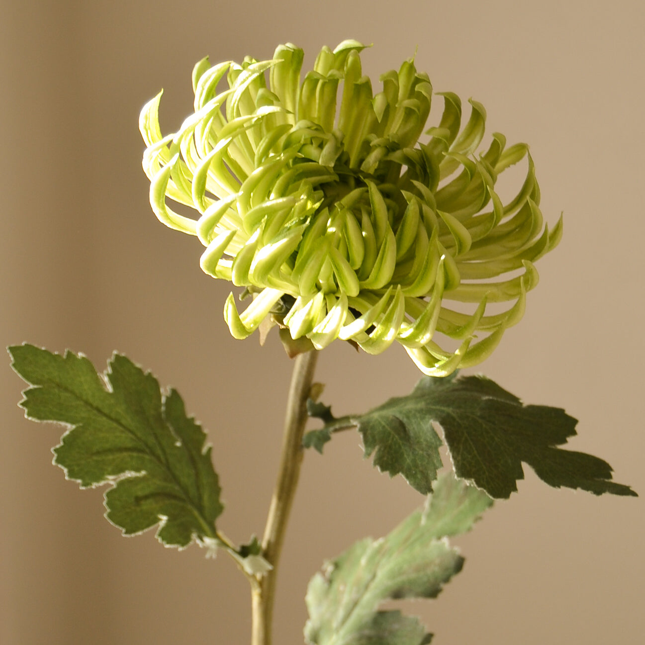 Semi-Cactus Dahlia Flower – Lys grønn