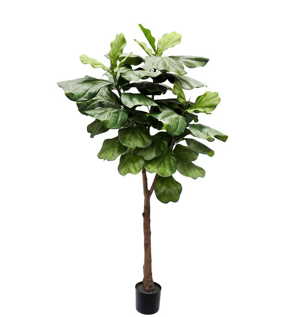 Fiolfikus 180 cm fra Mr Plant