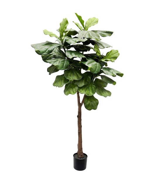 Fiolfikus 180 cm fra Mr Plant
