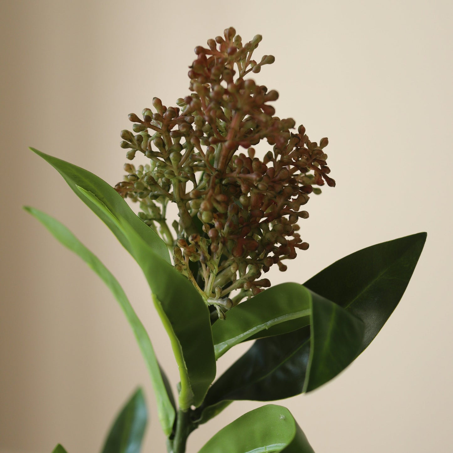 Skimmia Berry Branch fra Botane