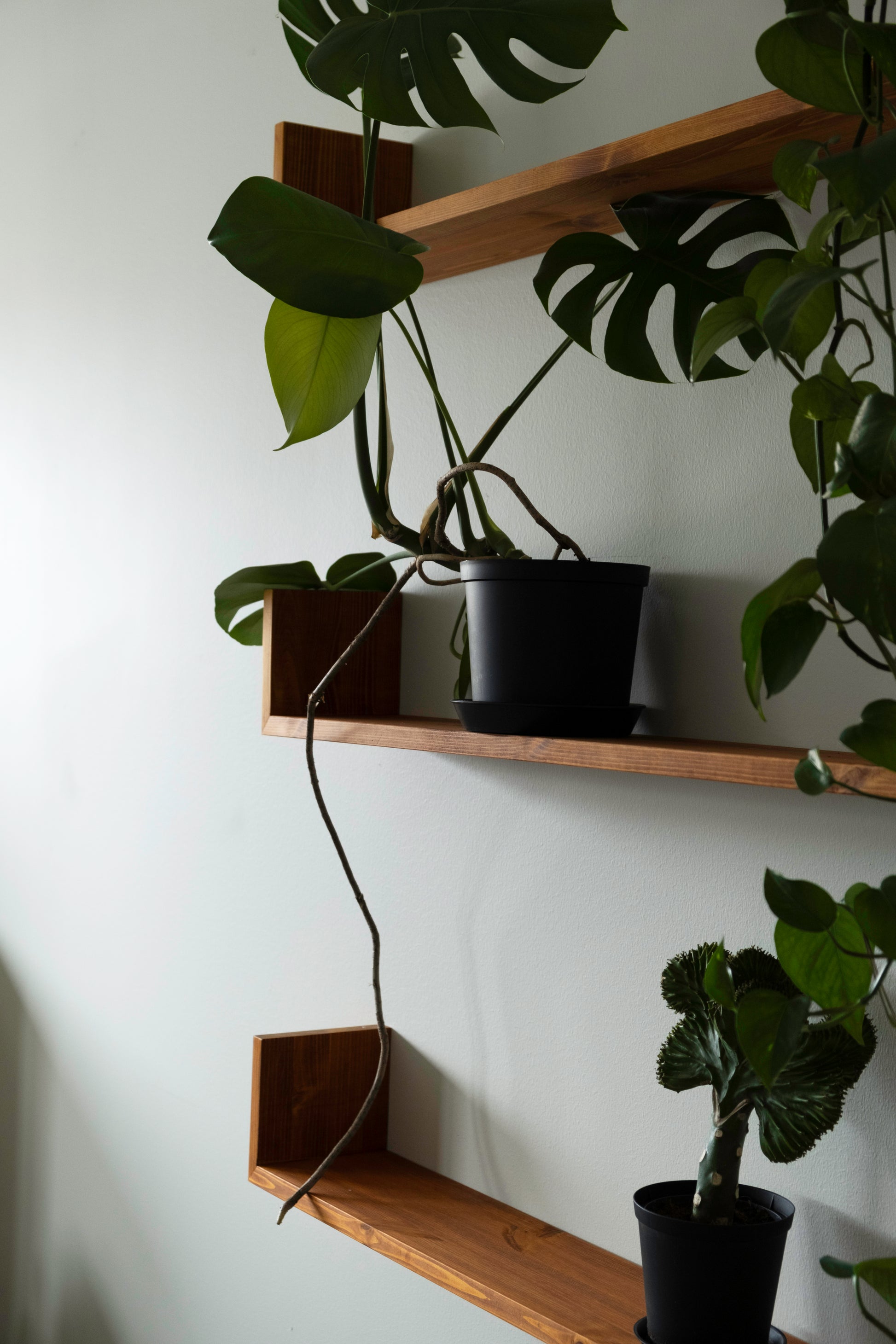 Furu gren hyller fra ygg&lyng med potte planter.