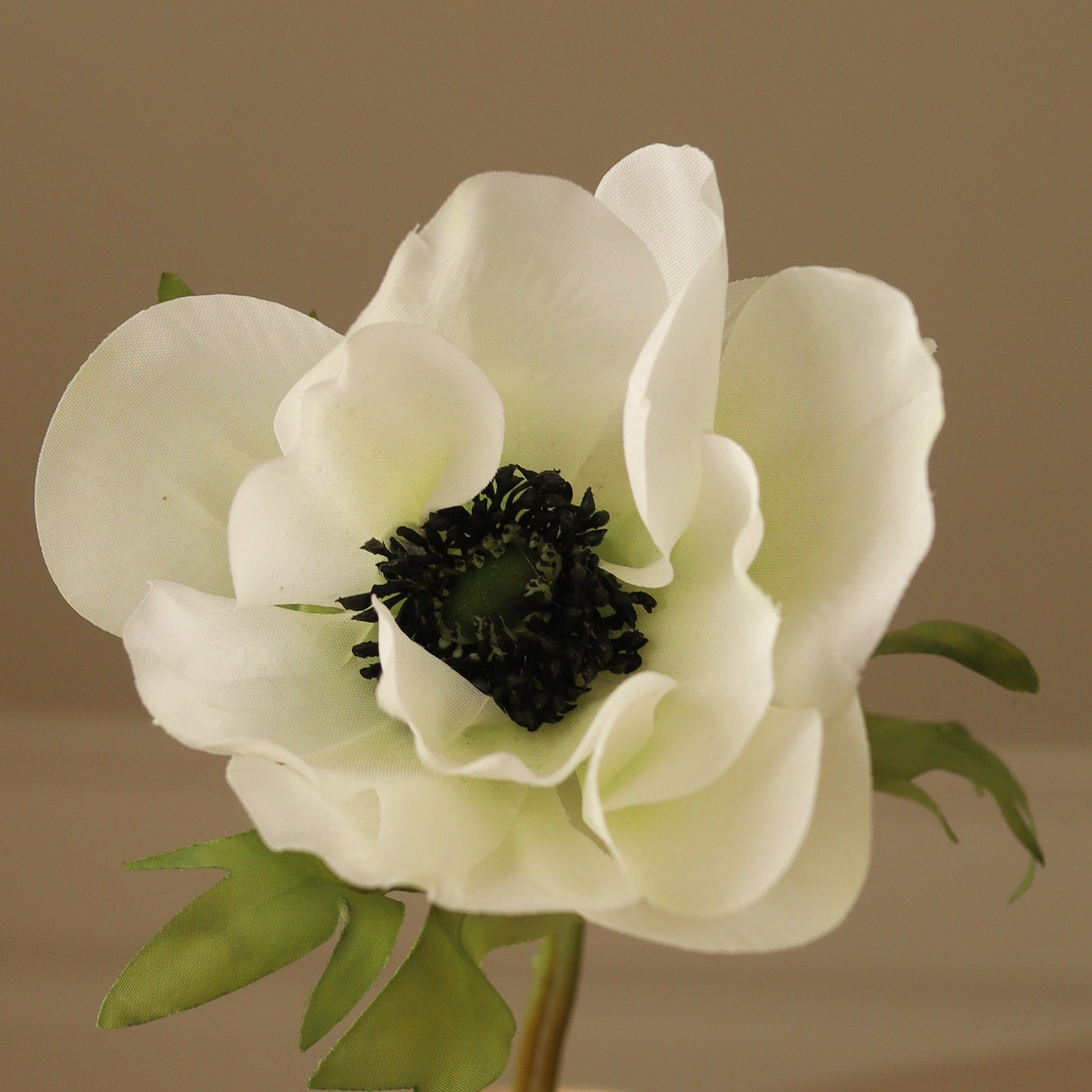 Anemone Flower – Hvit