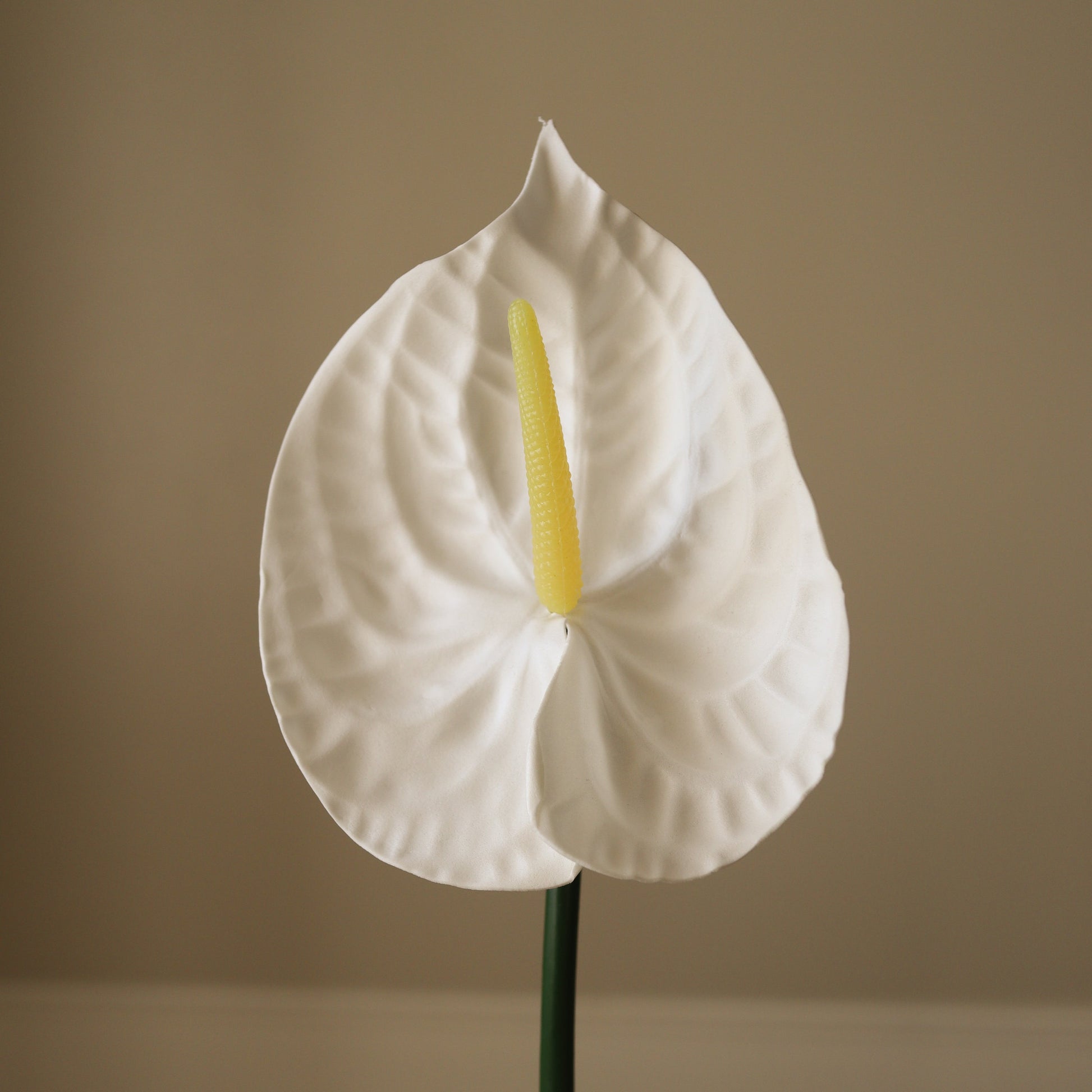 Small Anthurium Flower – Hvit