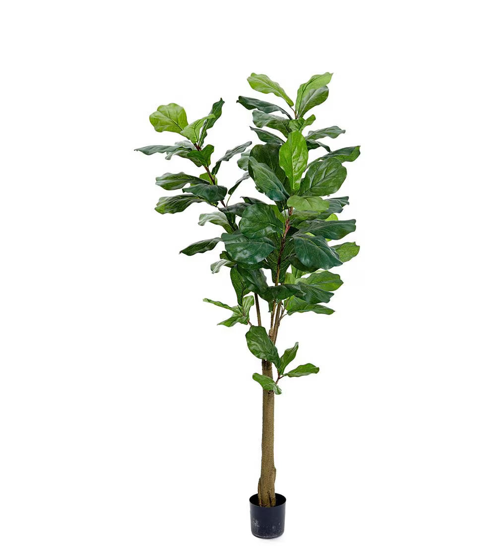 Fiolfikus 150cm