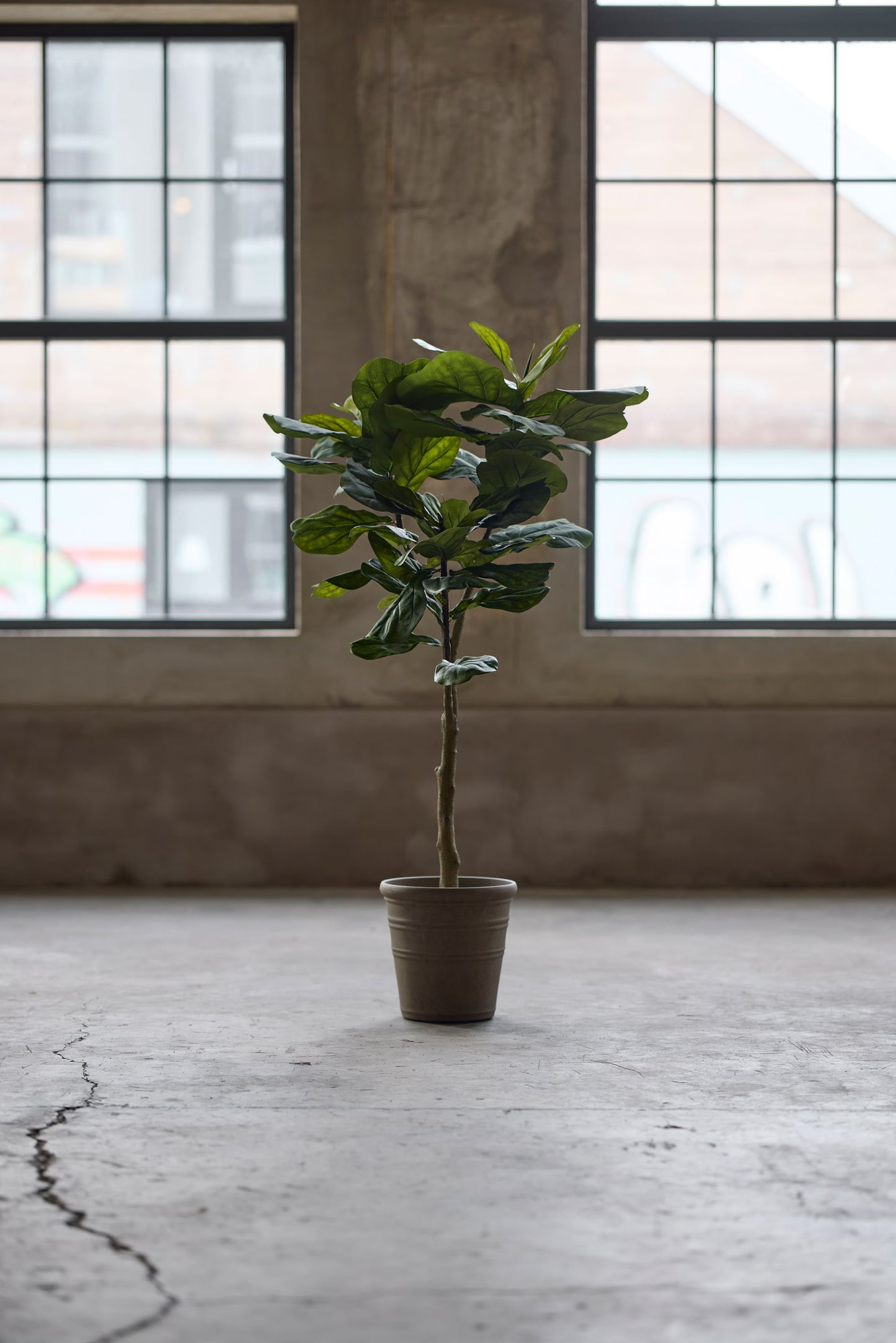 Fiolfikus 180 cm fra Mr Plant