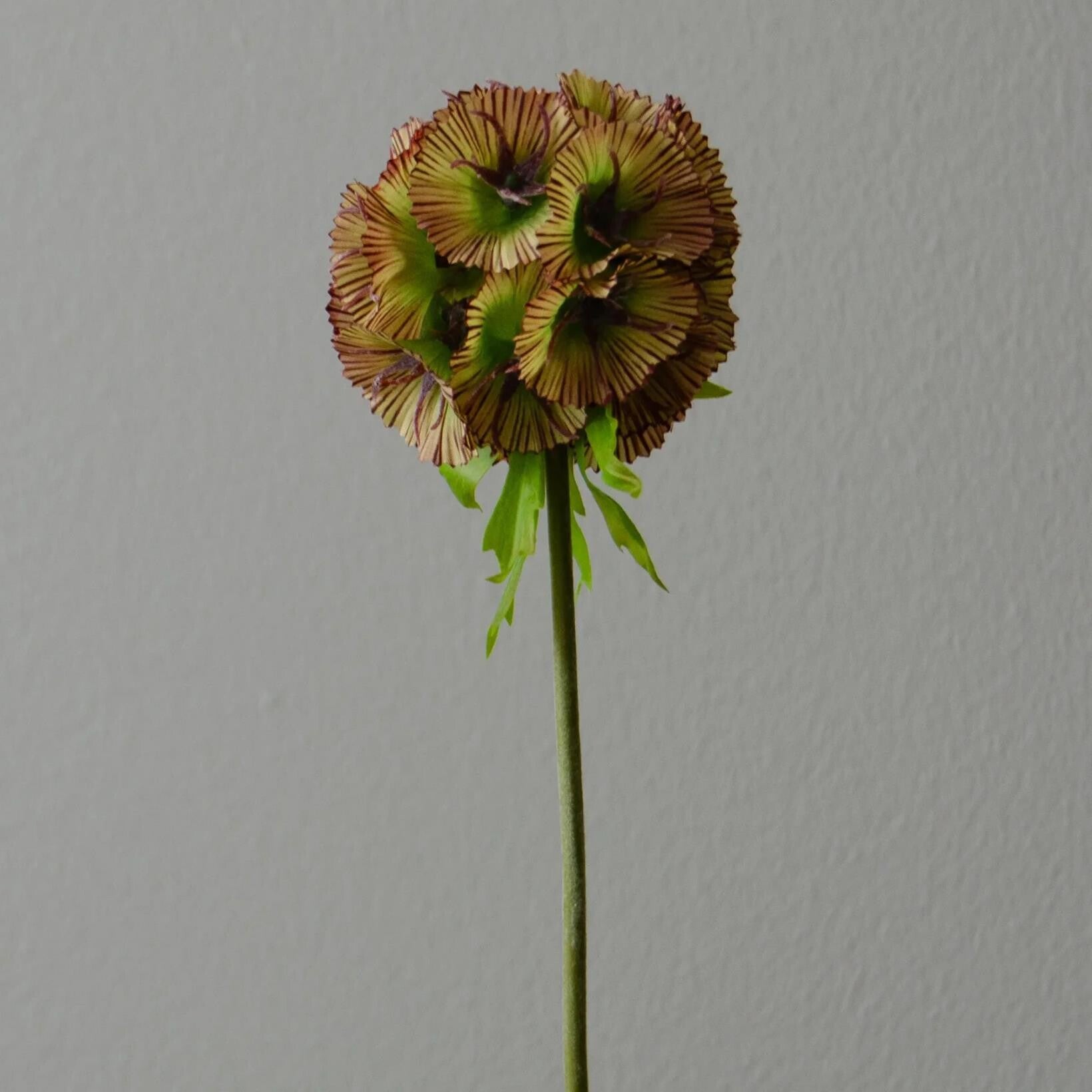 Scabiosa Seed Pod Flower – Lilla